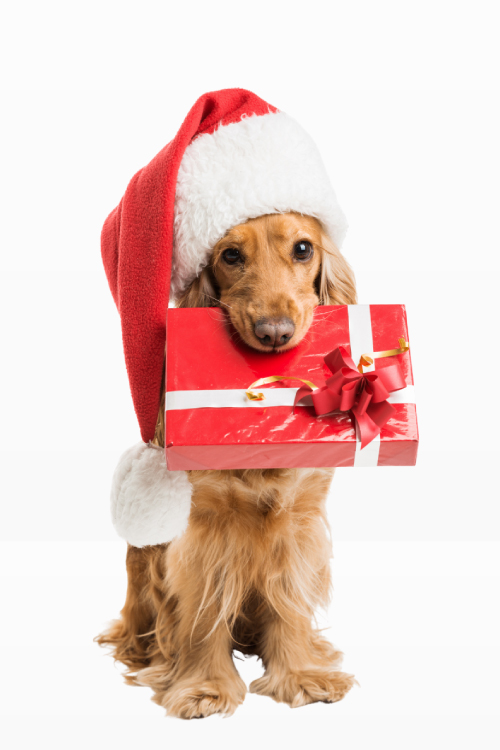 Cane con cappello di Natale e regalo rosso