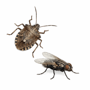 Cimice marrone e mosca su sfondo bianco