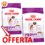 rc-shn-dog-xl-giant-mp