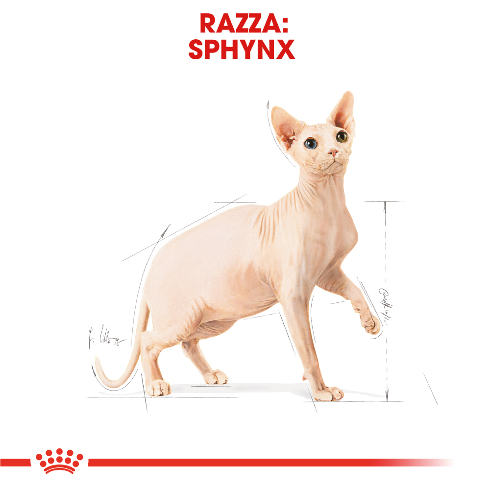 royal-canin-fbn-cat-adult-sphynx-gallery-6