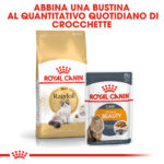 royal-canin-fbn-cat-ragdoll-gallery-3