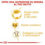 royal-canin-fbn-cat-ragdoll-gallery-4