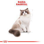 royal-canin-fbn-cat-ragdoll-gallery-6