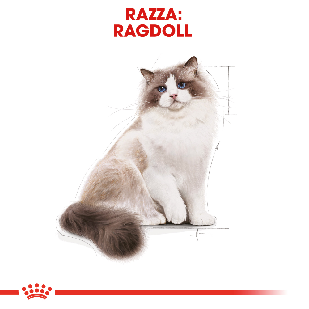 royal-canin-fbn-cat-ragdoll-gallery-6