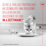 Gatto che mangia da un piatto bianco