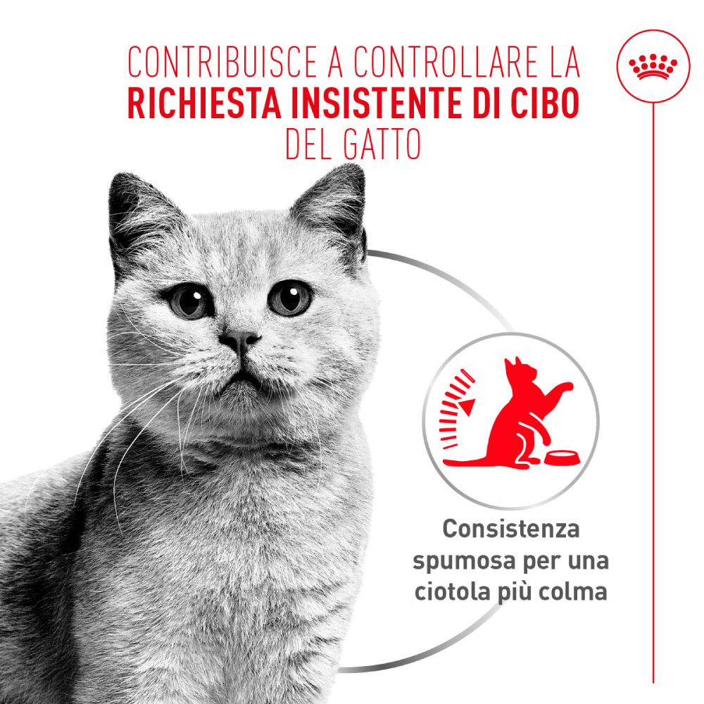 Gatto grigio e messaggio su controllo appetito