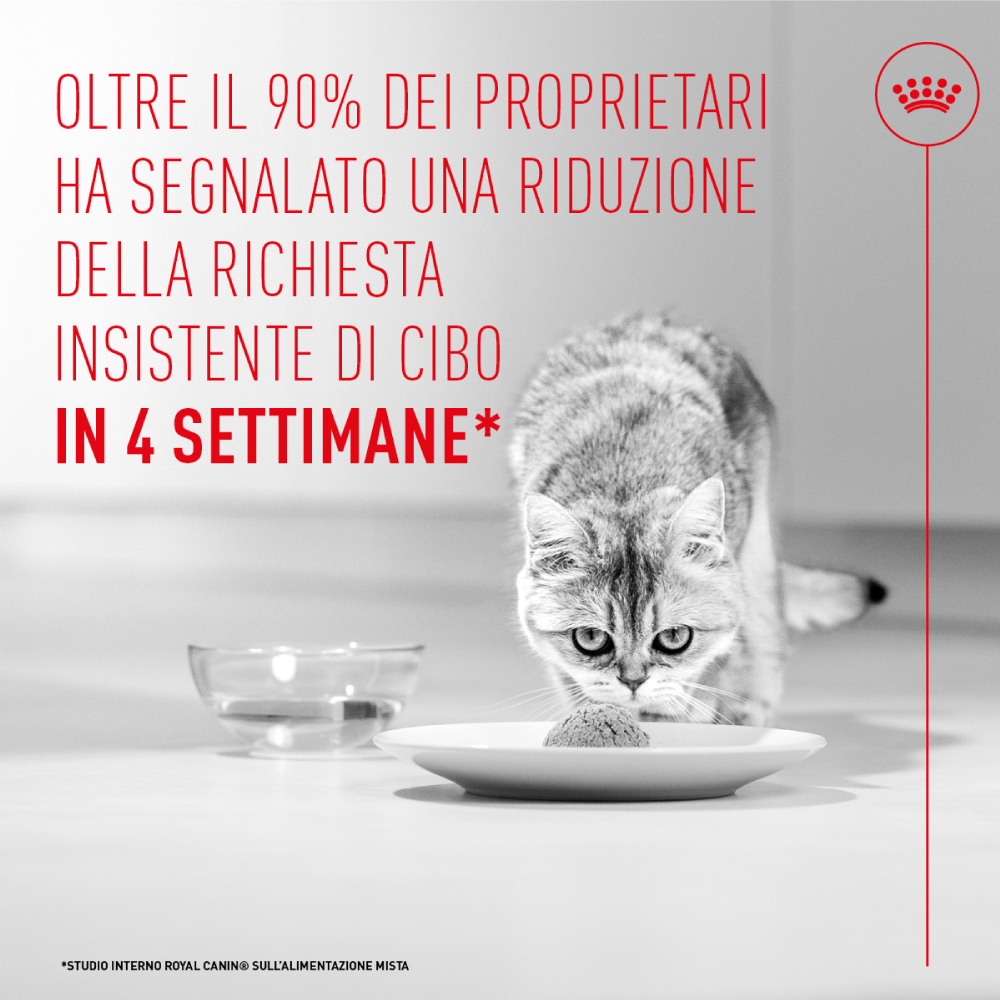 Gatto che mangia da un piatto bianco