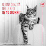 Gatto Maine Coon su poltrona con testo promozionale