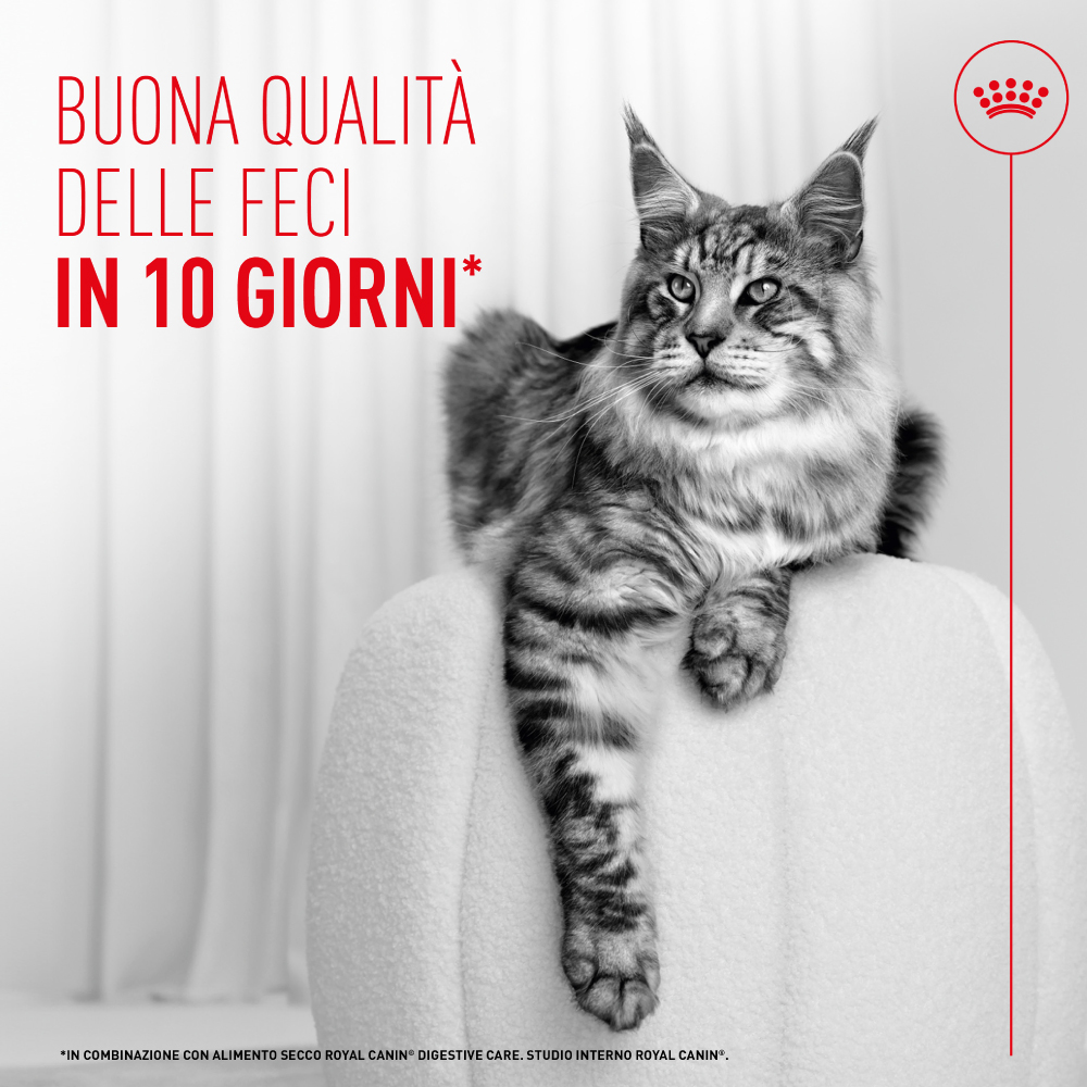 Gatto Maine Coon su poltrona con testo promozionale
