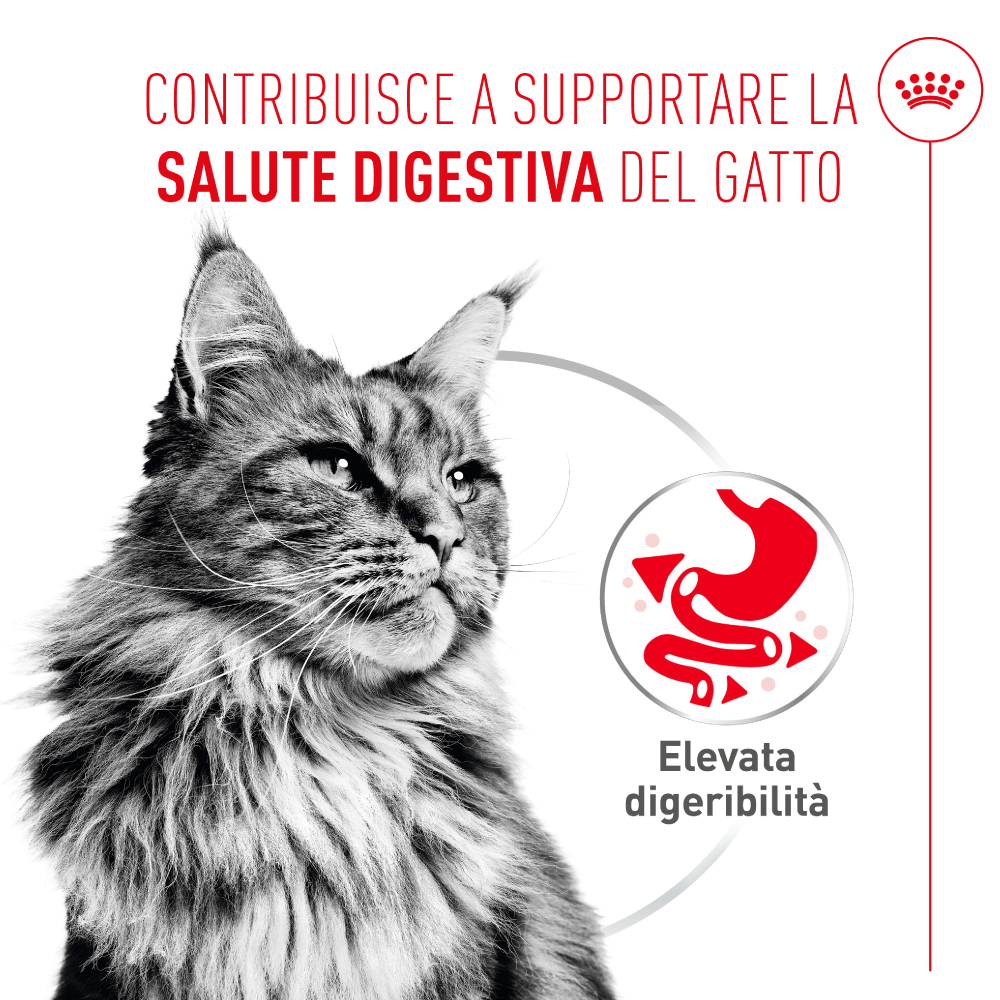 Gatto a pelo lungo e messaggio salute digestiva