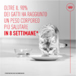 Gatto che mangia da piatto, pubblicità alimentazione