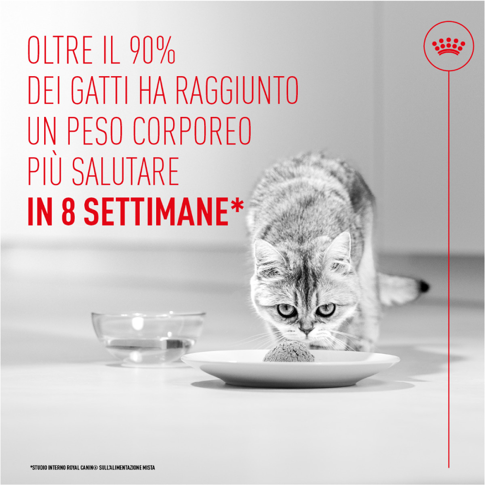 Gatto che mangia da piatto, pubblicità alimentazione