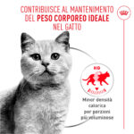 Gatto grigio e testo su peso ideale