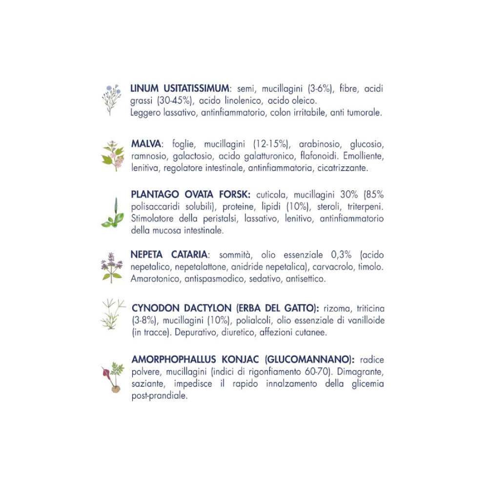 Elenco piante officinali con proprietà e illustrazioni botaniche