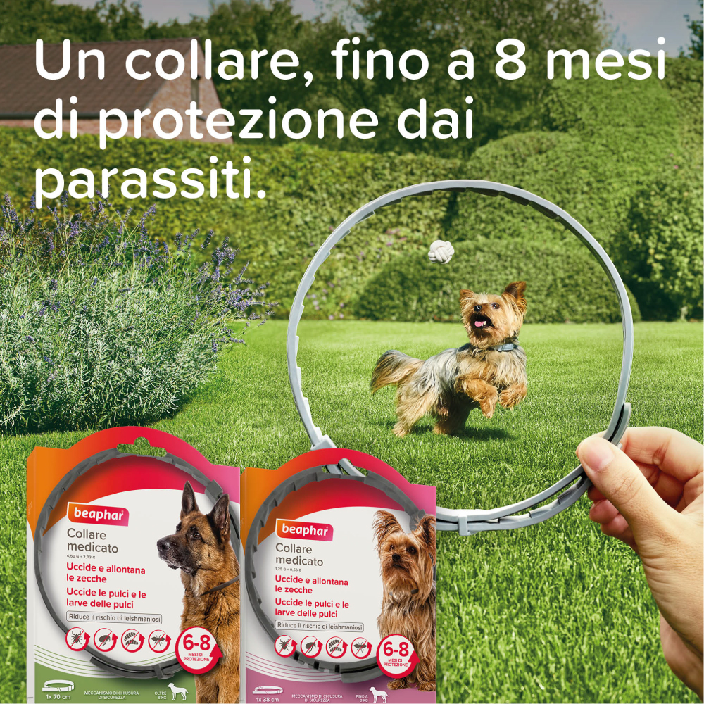 Collare antiparassitario per cane in giardino