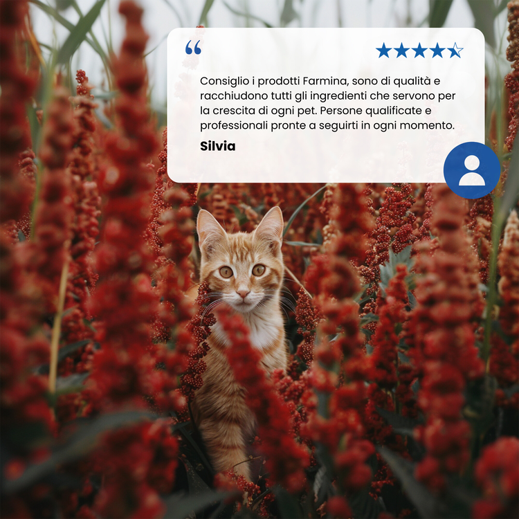Gatto arancione tra fiori rossi con recensione