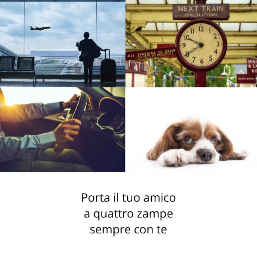 Collage viaggio con cane, aereo, treno e auto