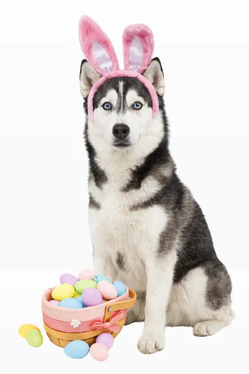 Husky con orecchie da coniglio accanto a uova pasquali