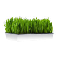Vassoio bianco con erba di grano verde