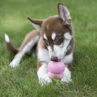 Cucciolo husky gioca con un osso rosa sull’erba