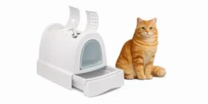 Toilette Gatto arancione accanto a lettiera autopulente bianca
