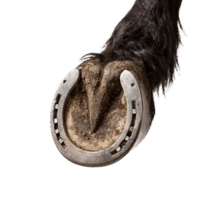 Zoccolo di cavallo con ferro metallico