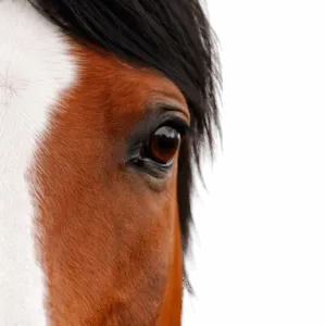 Primo piano dell'occhio di un cavallo baio