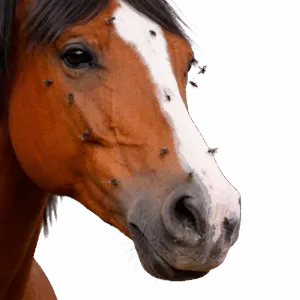 Primo piano di cavallo baio con mosche sul muso