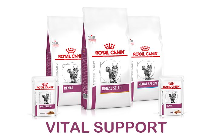 banner-shop-vs-gatto